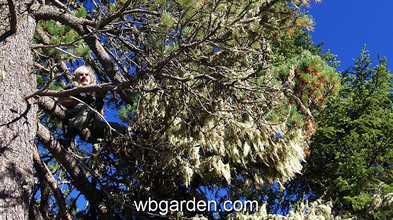 wbgarden alps 131.JPG
